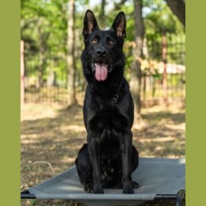 Black German Shepherds