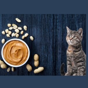 Can Cats Have Peanut Butter