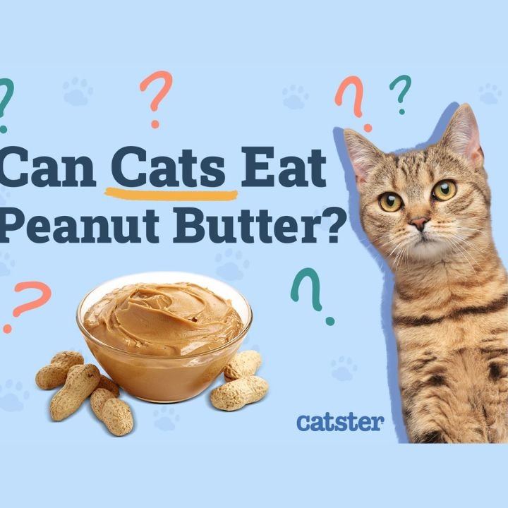 Can Cats Have Peanut Butter