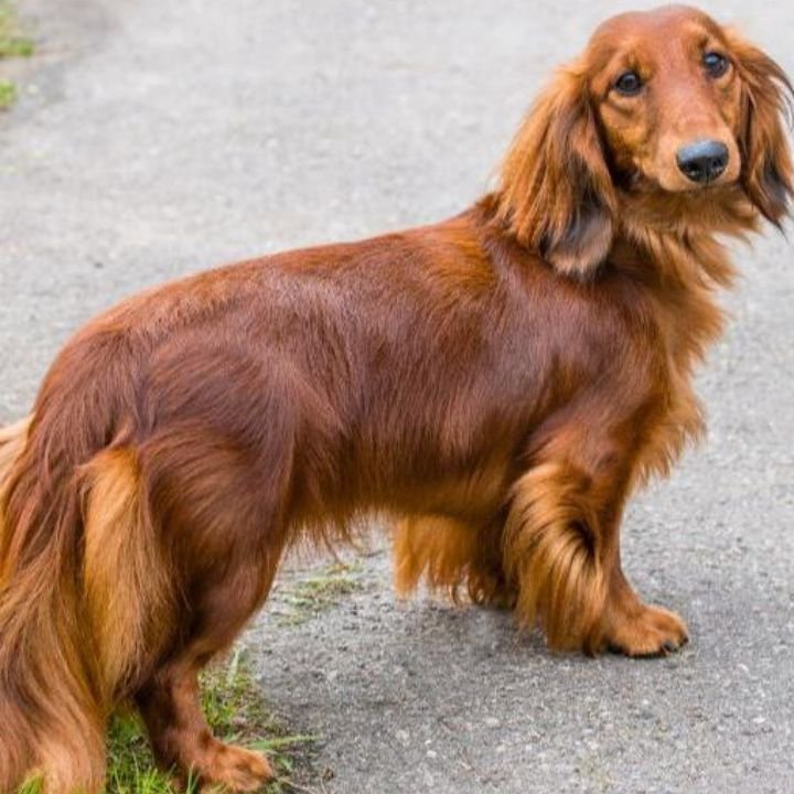 Long Haired Dachshunds