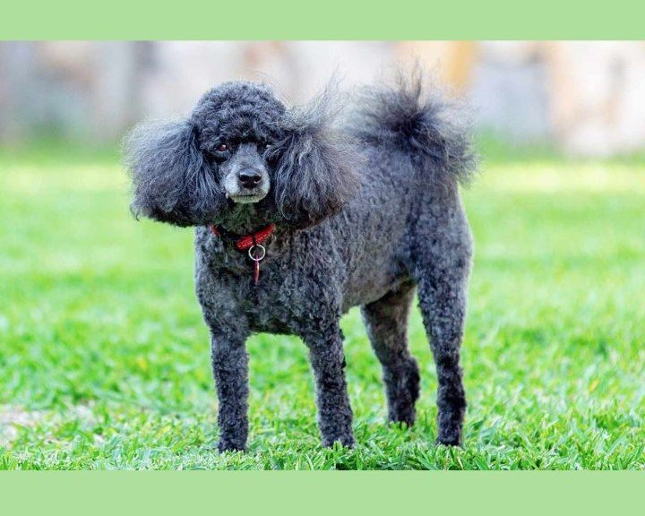 Miniature Poodle