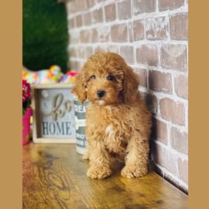 Miniature Poodle