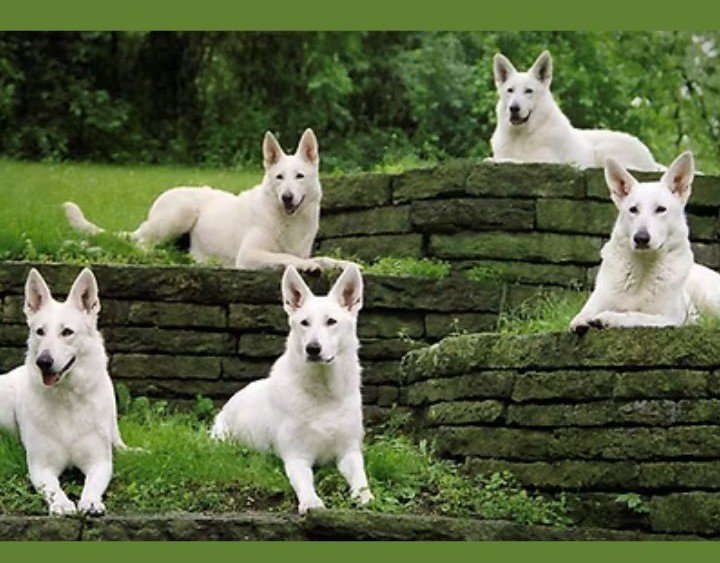 white german shepherd