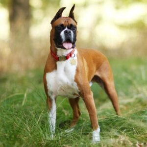 boxer puppies