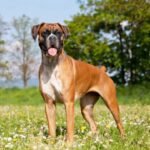 boxer puppies