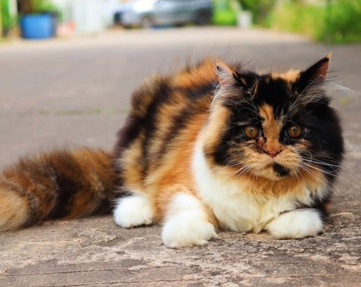 calico cat