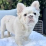 fluffy frenchie