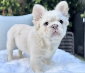 fluffy frenchie