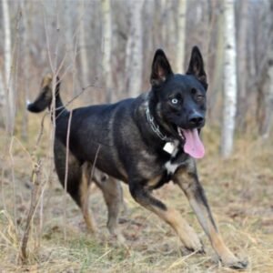 german shepherd husky mix