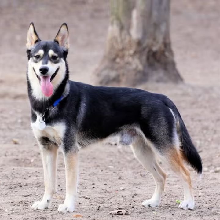 german shepherd husky mix