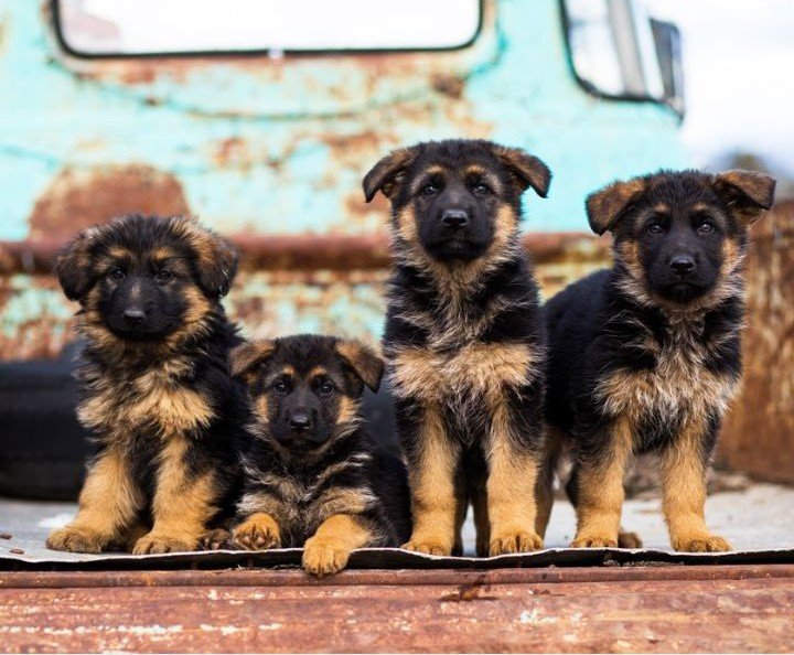 german shepherd puppy