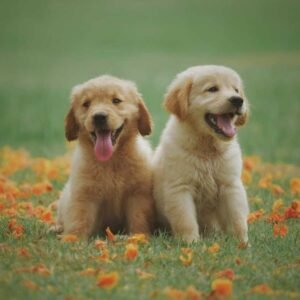 golden retriever puppy

