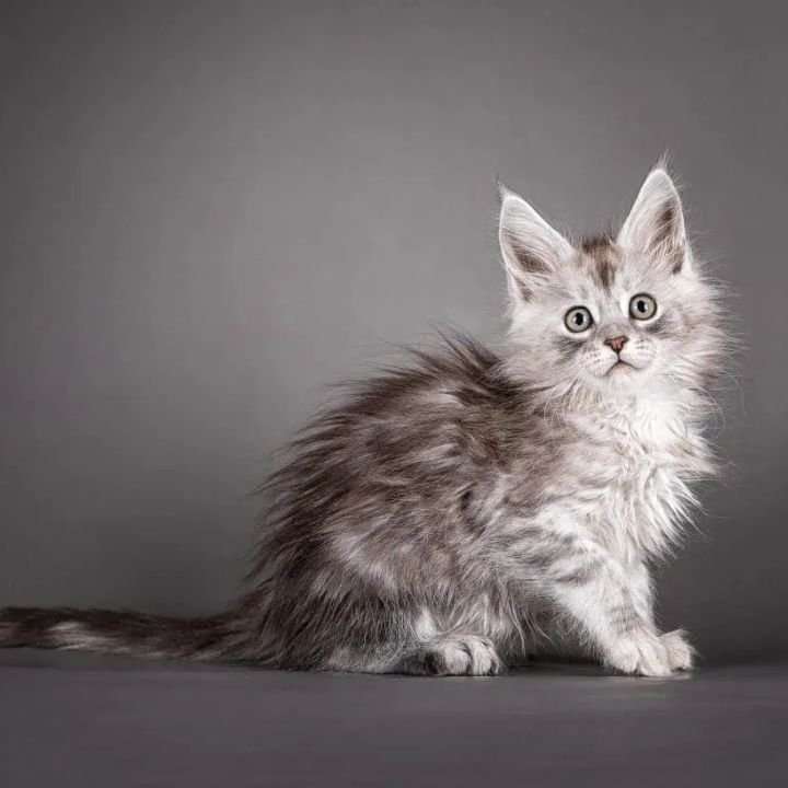 maine coon kitten