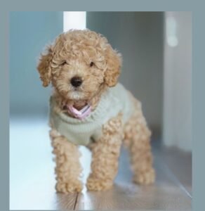 poodle mixes