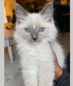 ragdoll kittens