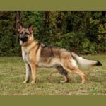 sable german shepherd