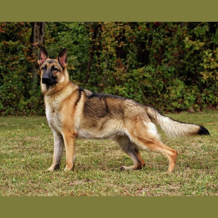 sable german shepherd