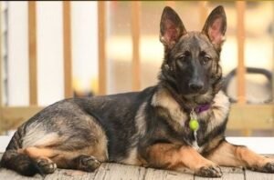 sable german shepherd 