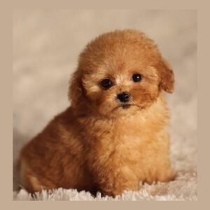 teacup poodle